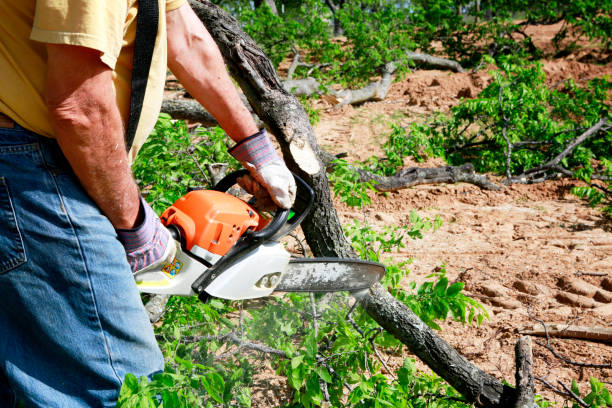 Best Tree Risk Assessment  in Oakville, MO